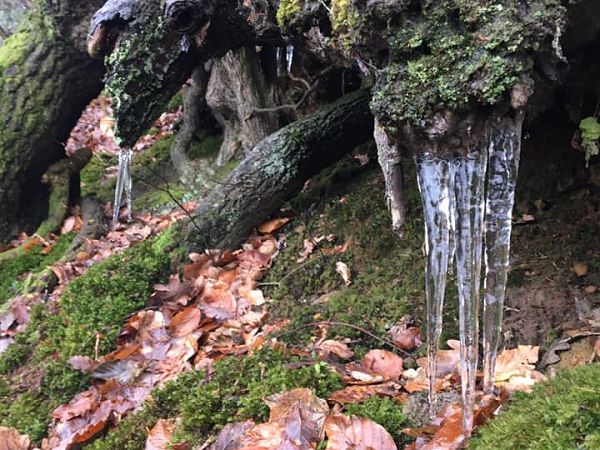 2021 Covid runs - icicles at Whitemore Vale Road, heading up towards Grayshott by Debbie Walton