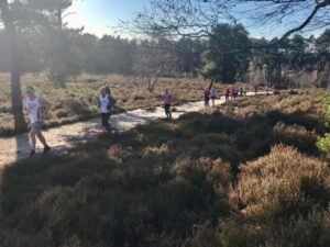 Runners from various clubs running across the heathland in the 2021 SXCL Bourne Woods race